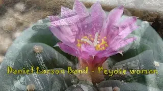 Daniel Larson Band - Peyote woman