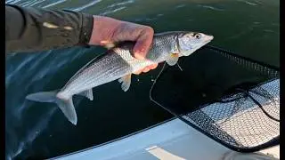 WIDE OPEN Bonefish in San Diego | Ultralight Fishing San Diego Bay