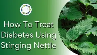 HOW TO HEAL DIABETES WITH STINGING NETTLE