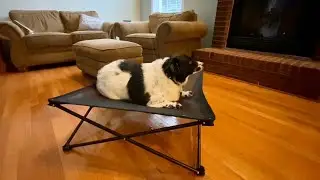 KINGCAMP Portable Elevated Dog Bed