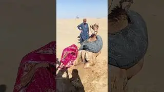 فتاة صحراوية تسحب الماء من جرة مدفونة في الأرض خلف الجمل