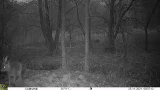Keepguard KG895 30MP HD 4G LTE CLOUD. Roedeer filmed 2021-11-25