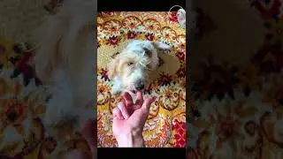 Teach your dog 