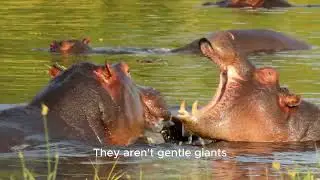 The Most Aggressive Animals You&rsquo;d Never Expect