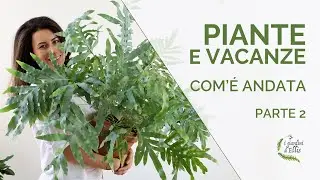 Innaffiare le piante in casa durante le vacanze - parte 2
