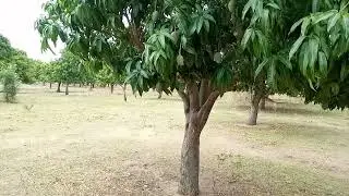verger des manguiers &agrave; Garoua 3