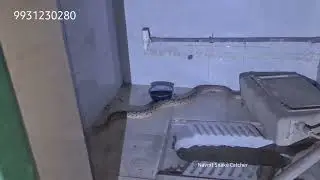 Russell's Viper Snake Rescue From Patna Science College😨