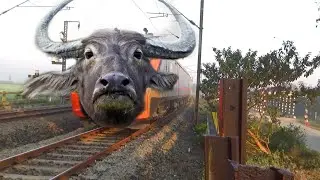 Dangerous Buffalo headed Vande Bharat sleeper Express Moving at Curving Railgate 