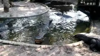 Alligator fight.