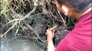 Belut babon sawah penghuni parit kecil