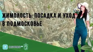 Жимолость: посадка и уход в Подмосковье