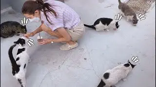 Introducing Our Stray Cat Family in Seoul! 🐈