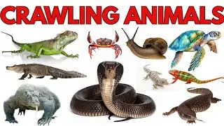 Crawling Animals | Reptiles Name in Hindi & English with Pictures | 20 Reptiles Name for  Kids