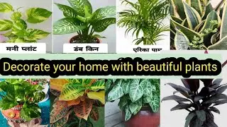 घर को सजाये सुंदर पौधों से#decorate your home with beautiful plants# permanent beautiful plants