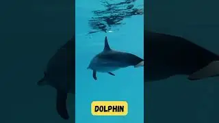 Dolphin Splash Song for Kids | Fun & Playful Dolphin Show | Phonics & Ocean Learning | #abcd #kids