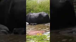 buffalo pool party back my house 😀😀