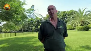 EMPIRE Zoysia: The Perfect Lawn Solution for Florida