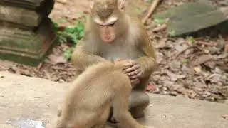 Mom Luna monkey family reunion
