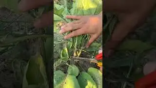 Petani cerdas memotong daun tanaman unik dengan alat sederhana #shorts