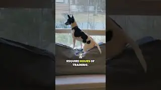 The bond between dogs and their owners   #doglove #dogcoach #dogtraining #dog