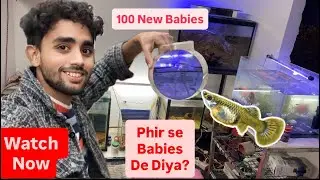 100 plus babys de dye mere DIY setup ki guppy fish 🐠 ne 😍🫨