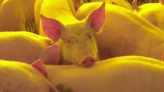 Pig farming in Mato Grosso enters 2026 with tight margins.