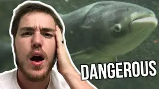 Fish Biologist reacts to 