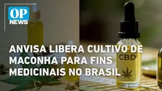 Em vota&ccedil;&atilde;o un&acirc;nime, Anvisa libera cultivo de maconha para fins medicinais no Brasil l O POVO NEWS