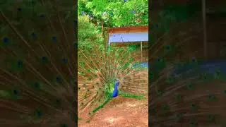 Beautiful Peacock Dance 🦚 Amazing Relaxing Satisfying eye-catching Dance Performance 🦚 #birds #dance