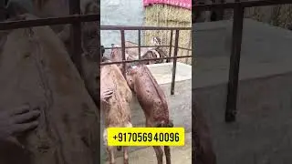 पम्मा सदोके ब्लड लाइन की बिटल बकरियां / 6 liter milk capacity beetal Goat 