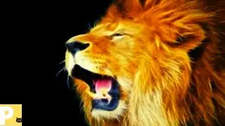 Som de le&atilde;o  rugindo - som de le&atilde;o bravo V1k1 - Yn4n - Mrcp - B7m1