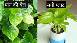 Paan,Money plant propagation//Full care of Money plant,paan creeper