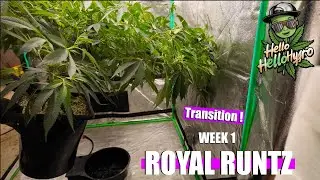 Epic! Royal Runtz Plant Week1 Autopot and FloraFlex