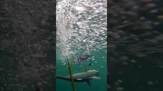 Trolling for Bonito, Underwater Gaff Shot #deepseafishing #fishingflorida #bonito