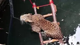 Leopard rescued from drowning in deep well in India