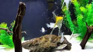 Feeding my new Geophagus Daemons.