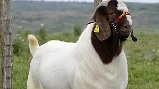 Top 5 giant Goats Breeds in the world