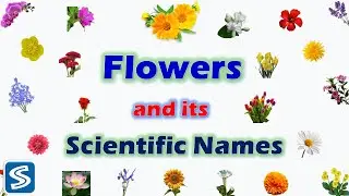Flowers and its Scientific Names | Scientific Name of Flowers