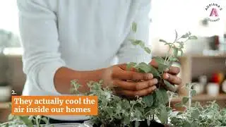 National Houseplant Appreciation Day