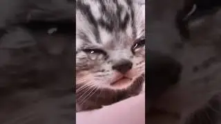 Incredible Cat Motivational Video