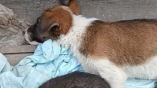 Live sleeping 💤😴 puppies #dog