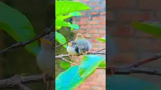 how to attract birds to your balcony