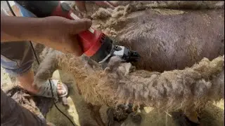 Sheep shearing #sheep goat hair cutting machine #sheep trimmer