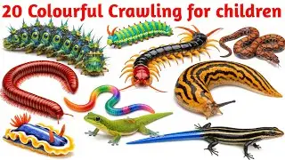 बच्चों के लिए Colourful Crawling Animals | Learn Animal Names in English