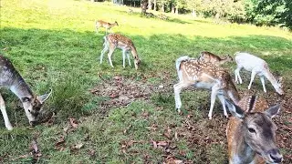 Fallow Deer and Bees &ndash; Autumn Walk in the Bavarian Forest