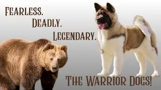 Predator Hunters - The Dogs That Feared Nothing