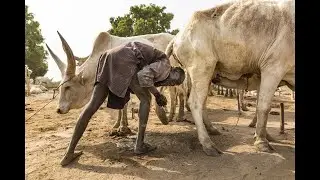 The Mundaris - Drinking and Showering with Cow Urine in South Sudan