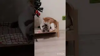 Oscar & Santa #cat #catlover #catshorts #catvideo #котики #кошки #кот #gato #рыжийкот #cats