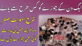 How to take Care Day Old  chicks | Poultry Ideas |