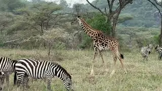 video tanzania 2025